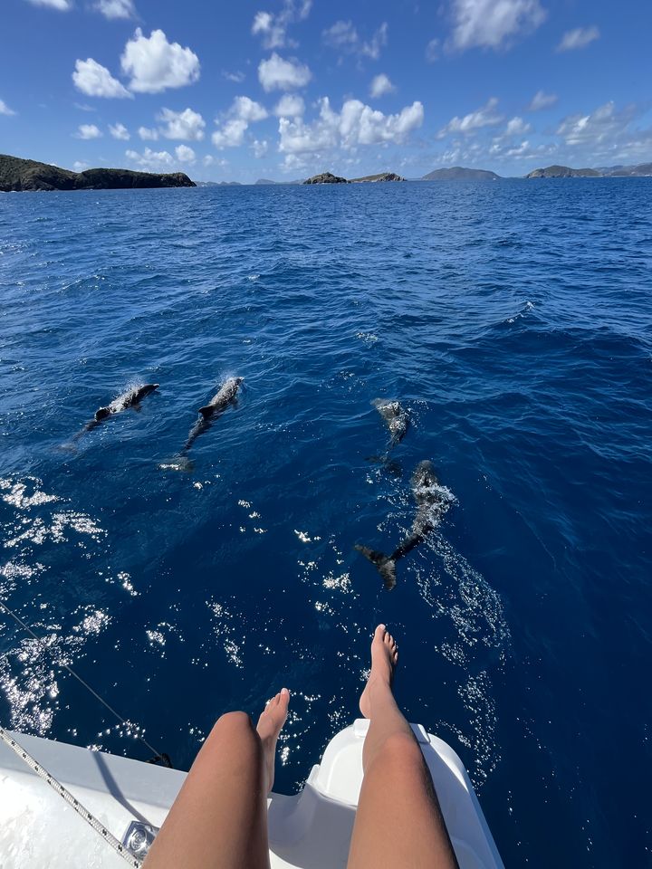 Dolphins swimming ahead of the bow